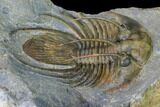 Spiny Kolihapeltis Trilobite - Rare Species #164517-5